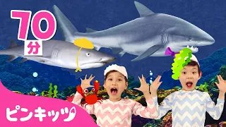 【70分】ベイビーシャーク・リミックス🦈 | サメかぞくの 人気曲メドレー | チビザメとうたおう | 子どもの歌 | ピンキッツ・ベイビーシャーク
