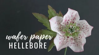 How to make Wafer Paper Hellebore (Christmas Rose) cake decor FREE TEMPLATE | Anna Astashkina