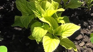 Chlorosis of hydrangea leaves. How to help her.