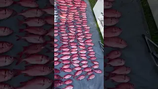 Caught 100 Giant Menpachi in one nights fishing