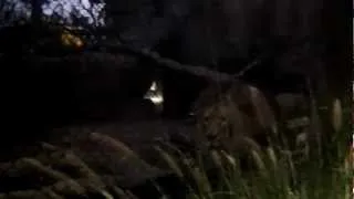 Lion at San Diego Zoo