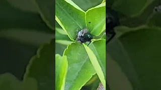 Spider captures fly