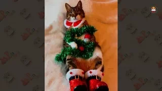 Funny Cats Video 2017 # 32