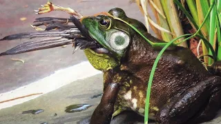 Bullfrog - A huge amphibian that swallows birds, scorpions and even its own kind!