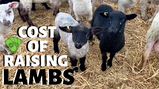 How much does it cost us to raise a lamb?  (FROM WEAN TO MARKET): Vlog 233