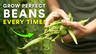 Grow Perfect Beans Every Time