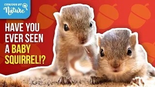 Why You Never See Baby Squirrels (Squirrel Facts)