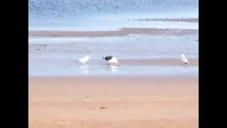 seagull & crab