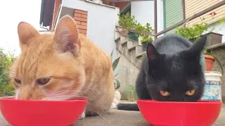 Cats Drinking Goat Milk (ASMR)