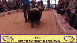 Top Cut Genetics | 13-2 Exotic Boar | 2018