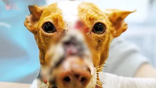 Beautiful Dog Didn't Deserve This To Her Face and Body She Was Rescued and Fixed by Viktor Larkhill