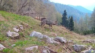 Il lupo e l’orso ripresi insieme nei boschi trentini, il video dell’incontro “impossibile”