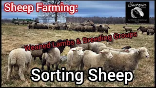 Sheep Farming: Sorting Sheep -  Weaned Lambs & Breeding Groups|April 2022