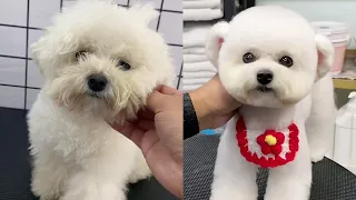 The Bichon is So Cute After The Haircut