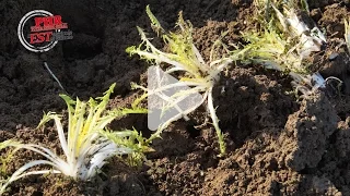 La récolte du pissenlit dans le Sundgau