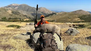 Tirs de 7 sangliers en battue 💥 chasse en Corse à Bastelica