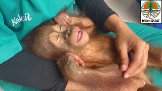 A baby ORANGUTAN arrived at our clinic...