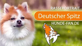 ► German Spitz [2021] History, Appearance, Temperament, Training, Exercise, Care & Health