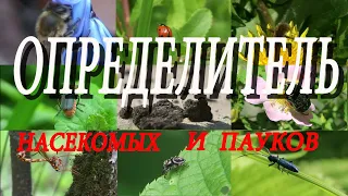 Определитель насекомых и пауков / Миллиметровая Вселенная