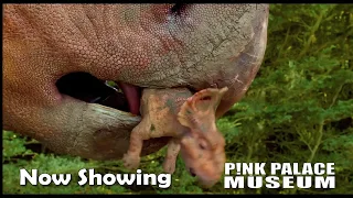 Walking with Dinosaurs: Prehistoric Planet 3D at the Pink Palace