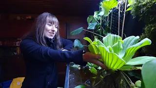 Die Muschelblume für den Gartenteich oder das Aquarium | Überwinterung - Filternde Wasserpflanzen