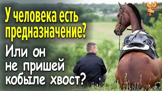 Есть ли предназначение у человека, или он так – не пришей кобыле хвост?