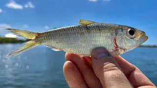 Fishing Live White Bait around Docks to Catch Saltwater Fish