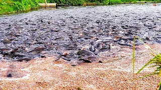Kinerja Pertumbuhan Sejuta Lele || Memberi Makan Ikan di Tambak || Million Catfish Feeding in Ponds