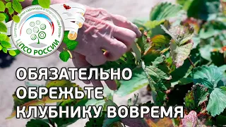 Важно вовремя скосить листья клубники! Обрезка клубники.