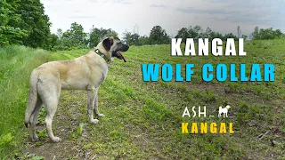 KANGAL WOLF COLLAR - FIRST USE | 7 MONTH OLD TURKISH KANGAL