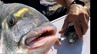 Tuto pêcher la dorade royale à l’huître en surfcasting a Sète