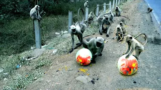 Prank Monkey vs Balloon Reaction || monkey balloon prank video || Funny Monkey Compilation