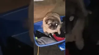 Pug does the booty scooty
