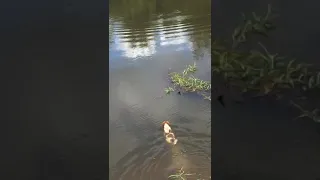 crocodile eats dog in front of the owners Crocodilo come cão a frente dos donos