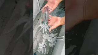 Squid changes colour😯❤️#fish #shortvideo #tiktok #viral