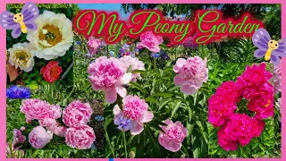 Colorfull of my Peony Garden 2023