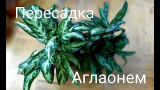 Пересадка Аглаонем