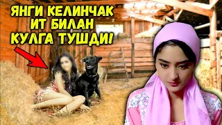 ЯНГИ КЕЛИНЧАК СОМОНХОНАДАГИ ИТ БИЛАН КУЛГА ТУШДИ