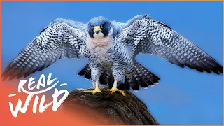 Peregrine Falcon: The Master Of The Sky | Amazing Animals | Real Wild  Shorts