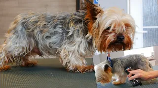 Full Grooming Yorkshire Terrier - From Start to Finish