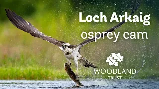 Male osprey delivers fish for family - Loch Arkaig Osprey Cam (2020)