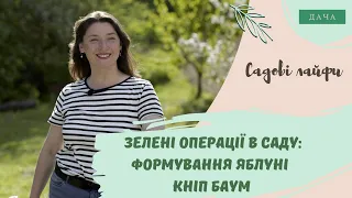 Зелені операції в саду: формування яблуні «кніп баум». Основні Принципи Обрізки Яблуні.