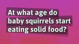 At what age do baby squirrels start eating solid food?