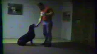 Superdog Dan Obedience and pet tricks