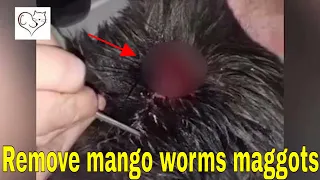 Remove mango worms maggots from back of the dog and save his life