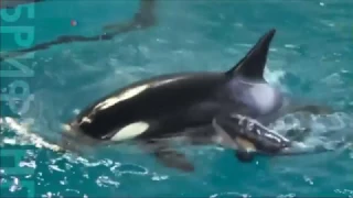 Последняя касатка в парке SeaWorld