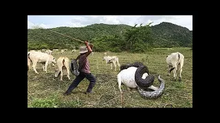 Wow ! Three Brave Boys Catch Big Snake During They looking Their Cows Near Village #Amazing