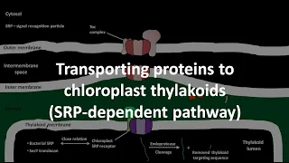 SRP dependent pathway of transporting proteins to chloroplast thylakoids