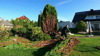 Kustorez. Spruce Tree Removal