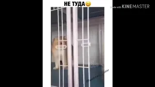 Приколы смешные 2019